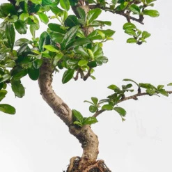 ZynesFlora - Bonsai Met Waterval - Ø 27 Cm - Hoogte: 25-30 Cm - Kamerplant In Pot -Exporteren Buiten Groen Winkel 1198x1200 6