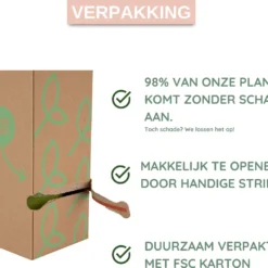 Dr. Green® Broeder Green - Met Kweekhandleiding - Aloë Vera Plant Groot 45 Cm - ø 15 Cm - Kamerplanten - Vetplant - Kamerplant Luchtzuiverend - Succulent -Exporteren Buiten Groen Winkel 1200x1002