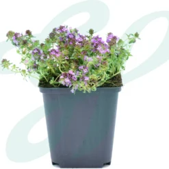 GP 12 X Kruipend Tijm / Kruiptijm - Winterharde Tuinplanten - Thymus Praecox 'Purple Beauty' In 9x9cm Pot Met Hoogte 5-10cm 11 GP 12 X Kruipend Tijm / Kruiptijm - Winterharde Tuinplanten - Thymus Praecox 'Purple Beauty' In 9x9cm Pot Met Hoogte 5-10cm -Exporteren Buiten Groen Winkel 1200x1004