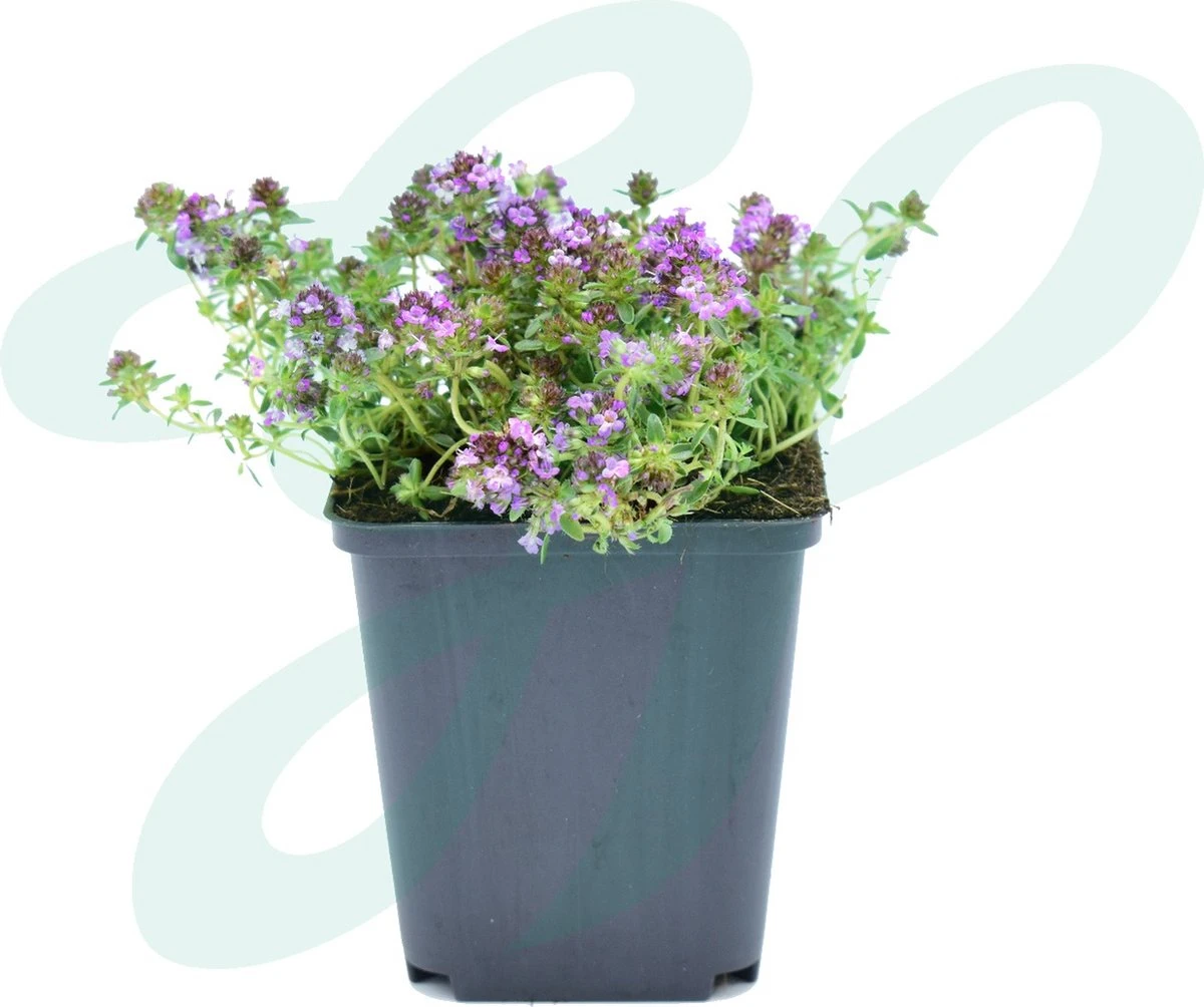 GP 12 X Kruipend Tijm / Kruiptijm - Winterharde Tuinplanten - Thymus Praecox 'Purple Beauty' In 9x9cm Pot Met Hoogte 5-10cm 4 GP 12 X Kruipend Tijm / Kruiptijm - Winterharde Tuinplanten - Thymus Praecox 'Purple Beauty' In 9x9cm Pot Met Hoogte 5-10cm - Afbeelding 4