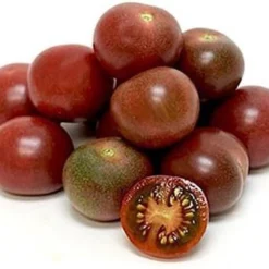 Tomaat Black Cherry - Een Excellente, Sappige Variëteit Met Een Zoete Smaak. -Exporteren Buiten Groen Winkel 1200x1008