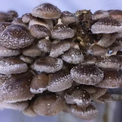 ToshiFarm Broed Voor Shiitake - 50 Gram - Zelf Shiitake Kweken - Broed Voor Shiitake Kweekset - Paddenstoel Sporen -Exporteren Buiten Groen Winkel 1200x1010