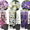 Plant In A Box - Mix Van 3 Clematis - Clematis Hybrid 'Mme Le Coultre', 'Hagley Hybrid', 'Polish Spirit' - Pot 9cm - Hoogte 25-40cm
