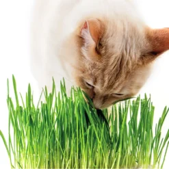 Kattengras - Gerst - Huisdier - Diervriendelijke Kamerplant - Triticum Aestivum - Potmaat Ø12cm - 2 Stuks -Exporteren Buiten Groen Winkel 1200x1025