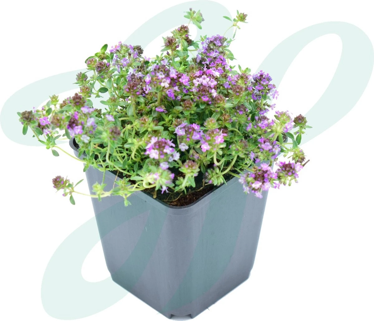 GP 12 X Kruipend Tijm / Kruiptijm - Winterharde Tuinplanten - Thymus Praecox 'Purple Beauty' In 9x9cm Pot Met Hoogte 5-10cm 3 GP 12 X Kruipend Tijm / Kruiptijm - Winterharde Tuinplanten - Thymus Praecox 'Purple Beauty' In 9x9cm Pot Met Hoogte 5-10cm - Afbeelding 3