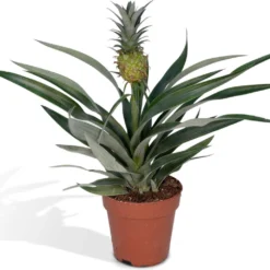 Bromelia - Ananasplant - 30cm