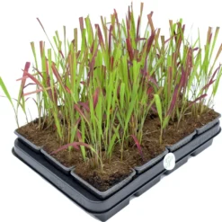 GP 12 X Japans Bloedgras - Siergras - Tuinplanten Winterhard - Vaste Planten - Imperata Red Baron - In 9x9cm Pot Met Hoogte 5-10cm -Exporteren Buiten Groen Winkel 1200x1038 1