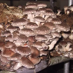 ToshiFarm Broed Voor Shiitake - 50 Gram - Zelf Shiitake Kweken - Broed Voor Shiitake Kweekset - Paddenstoel Sporen -Exporteren Buiten Groen Winkel 1200x1052