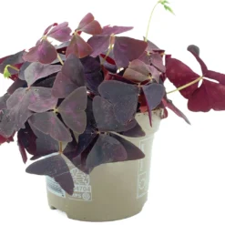 SIMPLYBLOOM.EU - Oxalis Triangularis Mijke Paars