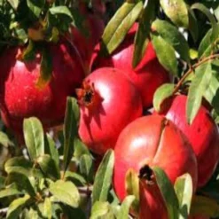 Punica Granatum 'Acco', Granaatappel, 2 Liter Pot -Exporteren Buiten Groen Winkel 1200x1061