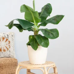 Musa Dwarf Cavendish - Bananenplant - P21