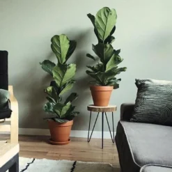 Ficus Lyrata Straight | Vioolbladplant / Tabaksplant -Exporteren Buiten Groen Winkel 1200x1086