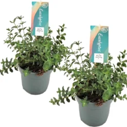 Plant In A Box - Eucalyptus Pulverulenta 'Baby Blue' - Set Van 2 - Pot 13cm - Hoogte 25-40cm -Exporteren Buiten Groen Winkel 1200x1090 1