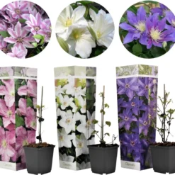 Plant In A Box - Mix Van 3 Clematis - Clematis Hybrid 'Mme Le Coultre', 'Hagley Hybrid', 'Polish Spirit' - Pot 9cm - Hoogte 25-40cm -Exporteren Buiten Groen Winkel 1200x1101