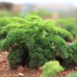 Tuin De Bruijn® Zaden - Peterselie - Hoge Opbrengst - Eenvoudige Teelt -Exporteren Buiten Groen Winkel 1200x1106