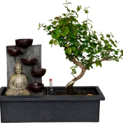 ZynesFlora - Bonsai Met Waterval - Ø 27 Cm - Hoogte: 25-30 Cm - Kamerplant In Pot
