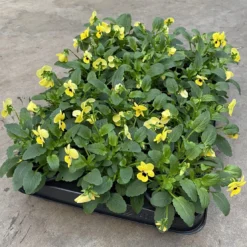 Merkloos Viooltje Grootbloemig Mix 12 Stuks -Exporteren Buiten Groen Winkel 1200x1110 1