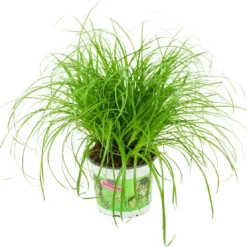 Merkloos ZynesFlora - Cyperus - Kattengras - Ø 12 Cm - Hoogte: 25-30 Cm - Kamerplant