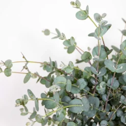 Eucalyptus Gunnii - Gomboom - Heester - Groenblijvend - ⌀17 Cm - 40-50 Cm -Exporteren Buiten Groen Winkel 1200x1114
