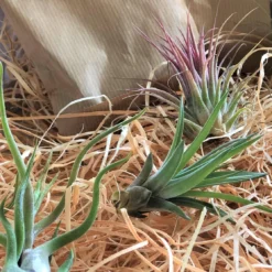 Tillandsia Luchtplantjes Mix Medium - Airplants - 10 Stuks + Tillandsia Spray -Exporteren Buiten Groen Winkel 1200x1115 1