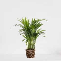 Areca In Siermand Guusje Naturel – Luchtzuiverende Kamerplant – Eenvoudig Te Onderhouden Goudpalm - ↕35-50cm - Ø13 – Geleverd Met Plantenpot – Vers Uit De Kwekerij