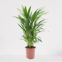 Areca – Luchtzuiverende Kamerplant – Eenvoudig Te Onderhouden Goudpalm - ↕55-70cm - Ø17 – In Kwekerspot – Vers Uit De Kwekerij