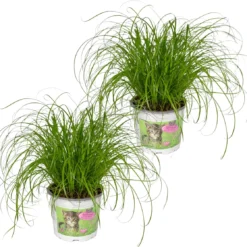 2x Cyperus Alternifolius - Kattengras - 20cm
