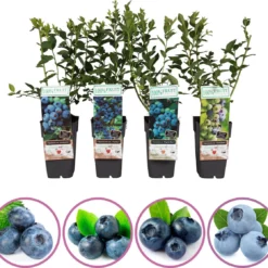 Blauwe Bessen Fruitplanten Mix - Set Van 4 Blauwe Bosbessen - Hoogte 50-60 Cm - Zelfbestuivend, Winterhard