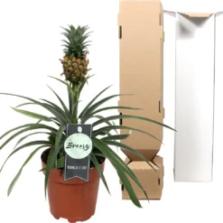 Breasy Ananasplant | Anti-snurk Plant | 1 Stuks | Ø 13cm | 35-40 Cm -Exporteren Buiten Groen Winkel 1200x1118