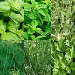 Kruiden Zaden Assortiment Zaadlint (basilicum Zaden, Oregano Zaden, Tijm Zaden, Dille Zaden, Bieslook Zaden, Peterselie Zaden)