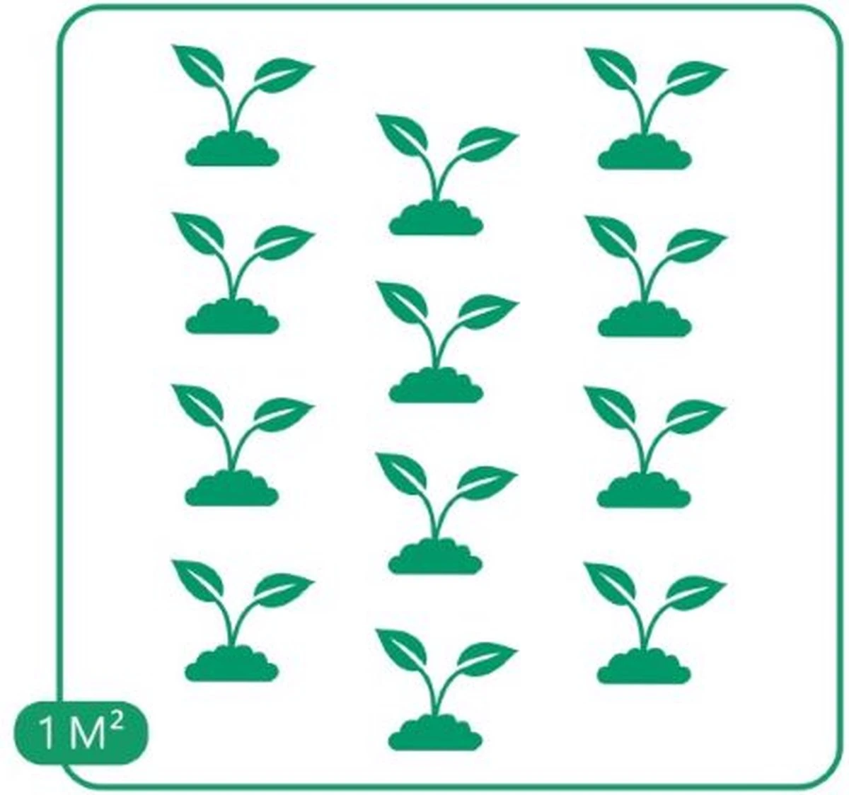 GP 12 X Kruipend Tijm / Kruiptijm - Winterharde Tuinplanten - Thymus Praecox 'Purple Beauty' In 9x9cm Pot Met Hoogte 5-10cm 8 GP 12 X Kruipend Tijm / Kruiptijm - Winterharde Tuinplanten - Thymus Praecox 'Purple Beauty' In 9x9cm Pot Met Hoogte 5-10cm - Afbeelding 8