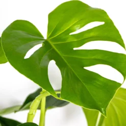 Monstera Deliciosa - Gatenplant - Kamerplant - Luchtzuiverend - ⌀21 Cm - 70-80 Cm -Exporteren Buiten Groen Winkel 1200x1127