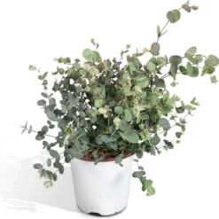 Eucalyptus - 45cm - Ø17