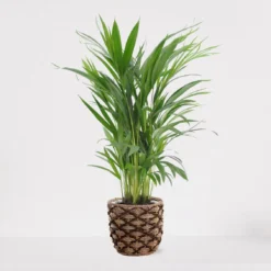 Areca In Siermand Guusje Naturel – Luchtzuiverende Kamerplant – Eenvoudig Te Onderhouden Goudpalm - ↕55-70cm - Ø18 – Geleverd Met Plantenpot – Vers Uit De Kwekerij