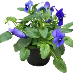 Merkloos Viooltje Grootbloemig Mix 12 Stuks -Exporteren Buiten Groen Winkel 1200x1132