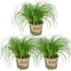 3x Cyperus 'Zumula' - Kattengras - Kamerplant - Huisdiervriendelijk - ⌀12 Cm - 20-25 Cm