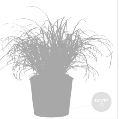 Cyperus Alternifolius 'Zumula' - Kattengras - Kamerplant - Huisdiervriendelijk - ⌀12 Cm - 20-25 Cm -Exporteren Buiten Groen Winkel 1200x1141 1
