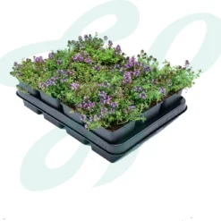 GP 12 X Kruipend Tijm / Kruiptijm - Winterharde Tuinplanten - Thymus Praecox 'Purple Beauty' In 9x9cm Pot Met Hoogte 5-10cm 12 GP 12 X Kruipend Tijm / Kruiptijm - Winterharde Tuinplanten - Thymus Praecox 'Purple Beauty' In 9x9cm Pot Met Hoogte 5-10cm -Exporteren Buiten Groen Winkel 1200x1143 1
