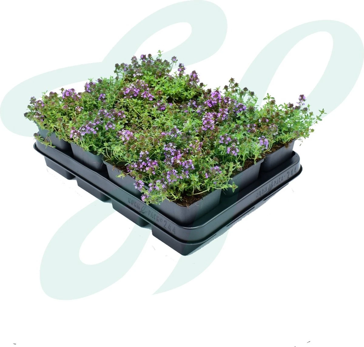 GP 12 X Kruipend Tijm / Kruiptijm - Winterharde Tuinplanten - Thymus Praecox 'Purple Beauty' In 9x9cm Pot Met Hoogte 5-10cm 5 GP 12 X Kruipend Tijm / Kruiptijm - Winterharde Tuinplanten - Thymus Praecox 'Purple Beauty' In 9x9cm Pot Met Hoogte 5-10cm - Afbeelding 5