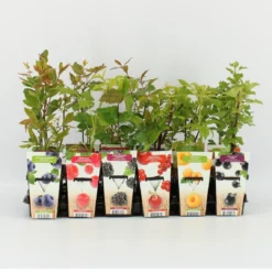 Mini Fruitplanten Mix - Set Van 6 Verschillende Soorten Fruit - Hoogte 30-40 Cm