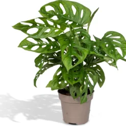 Monstera Monkey Leaf - Gatenplant - 30cm - Ø12