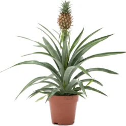 WL Plants - Ananasplant - Ananas Comosus - Kamerplanten - Bromelia - Anti Snurk - Zeer Luchtzuiverend - Gemakkelijk Te Verzorgen - ± 45cm Hoog – 12 Cm Diameter - In Kweekpot