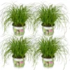 4x Cyperus Alternifolius - Kattengras - 20cm