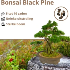 B-seed Zaden Set Incl. E-Book Bonsai Zaden Kweken - Boompje In Pot - Kamerplanten - Kweekset – Cadeau Man & Vrouw - Geschenkset -Exporteren Buiten Groen Winkel 1200x1150 2