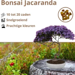 B-seed Zaden Set Incl. E-Book Bonsai Zaden Kweken - Boompje In Pot - Kamerplanten - Kweekset – Cadeau Man & Vrouw - Geschenkset -Exporteren Buiten Groen Winkel 1200x1150 3