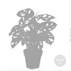 Monstera Adansonii 'Monkey Leaf' - Gatenplant - Kamerplant - Luchtzuiverend - ⌀12 Cm - 20-25 Cm -Exporteren Buiten Groen Winkel 1200x1151 1