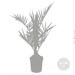 2x Phoenix Canariensis - Canarische Dadelpalm - Palm - Winterhard - ⌀15 Cm - 50-60 Cm -Exporteren Buiten Groen Winkel 1200x1151 10