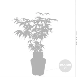 4x Acer Mix - Orange Dream - Going Green - Butterfly - Atropurpureum - ⌀10.5 Cm - 25-30 Cm -Exporteren Buiten Groen Winkel 1200x1151 11