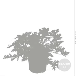 3x Pelargonium Graveolens – Citroengeranium – Anti-muggen - Geurend - ⌀10,5 Cm - 15-20 Cm -Exporteren Buiten Groen Winkel 1200x1151 12