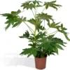Fatsia Japonica Groen - 85cm